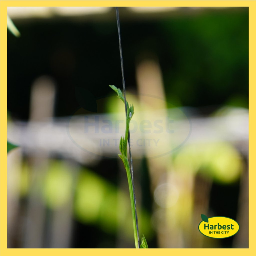 Ph 11134207 7rasa m5b69t9w73im1d.jpeg