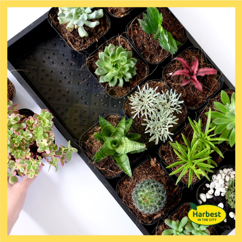 ph-11134207-7rasa-m8e60m5un9ge58.jpeg Ph 11134207 7rasa m8e60m5un9ge58.jpeg