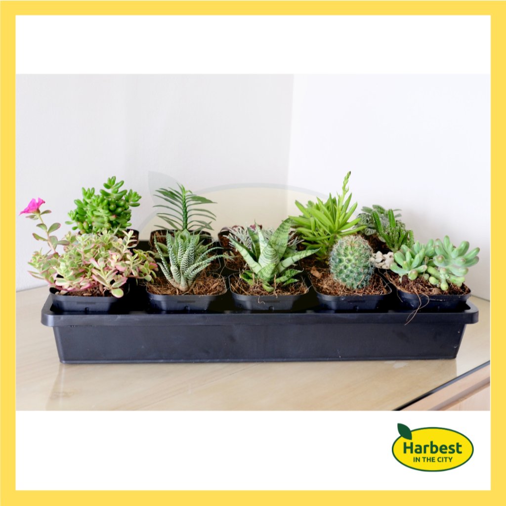 ph-11134207-7rasa-m8e60t6cdrwtae.jpeg Ph 11134207 7rasa m8e60t6cdrwtae.jpeg