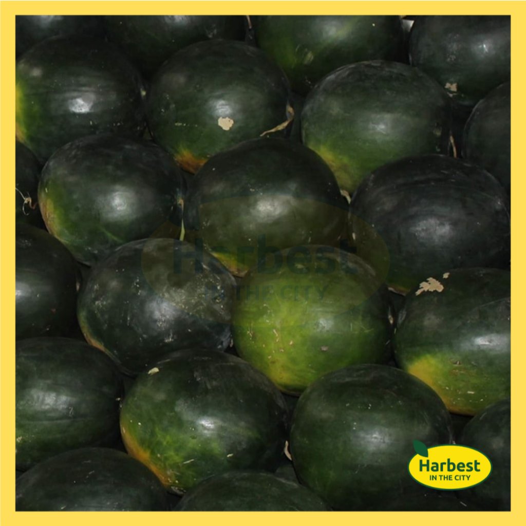 Ph 11134207 7rasa m8e8p1qseov5b6.jpeg