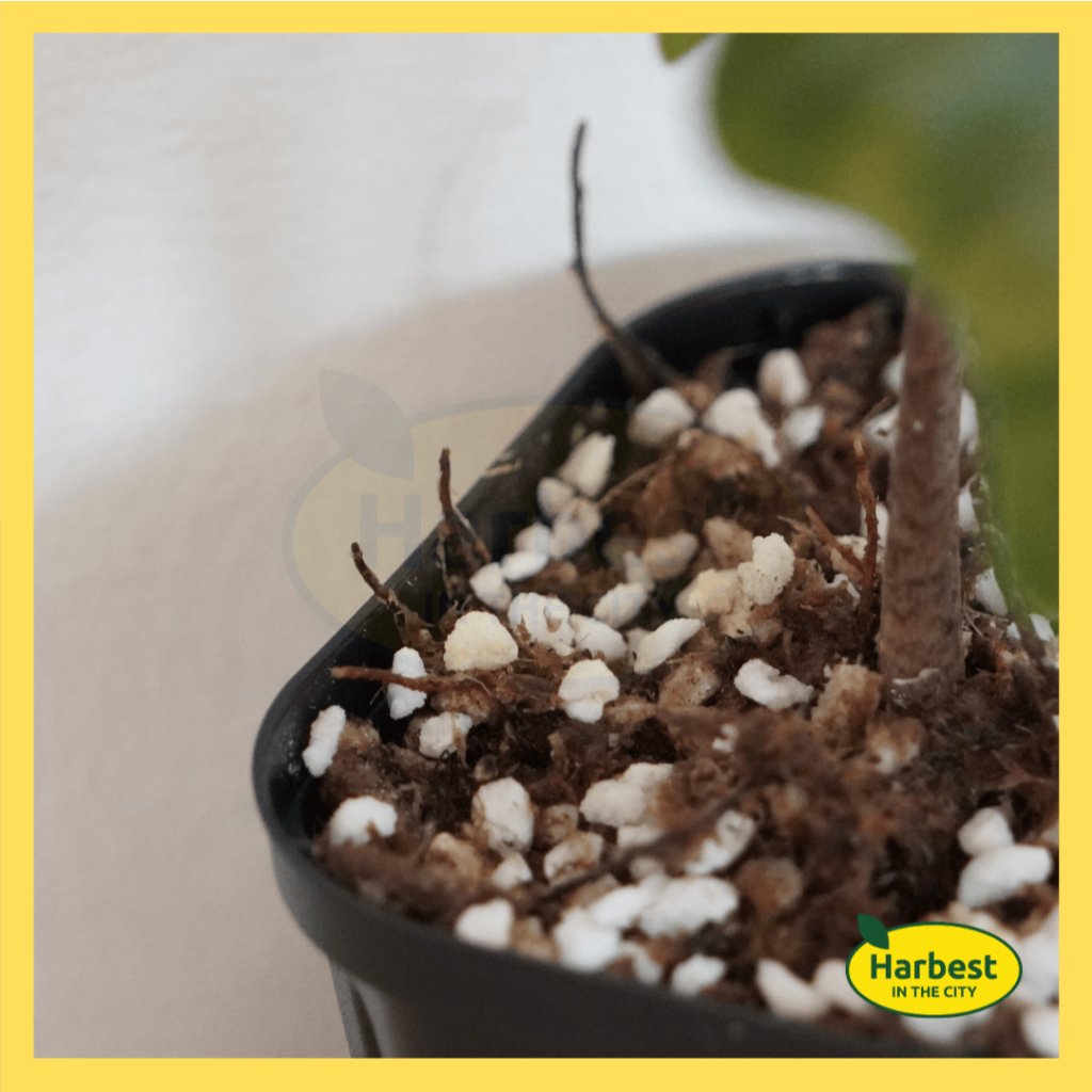 ph-11134207-7rasb-m5b7wr8uzkpa8c.jpeg Ph 11134207 7rasb m5b7wr8uzkpa8c.jpeg