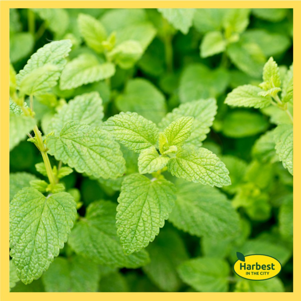 Ph 11134207 7rasb m8e6pddwg6lda4.jpeg