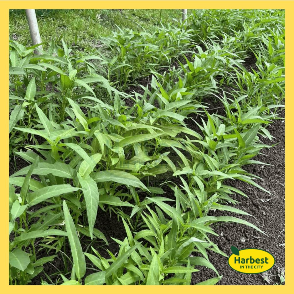 Ph 11134207 7rasb m8zs9b45d5l9ce.jpeg