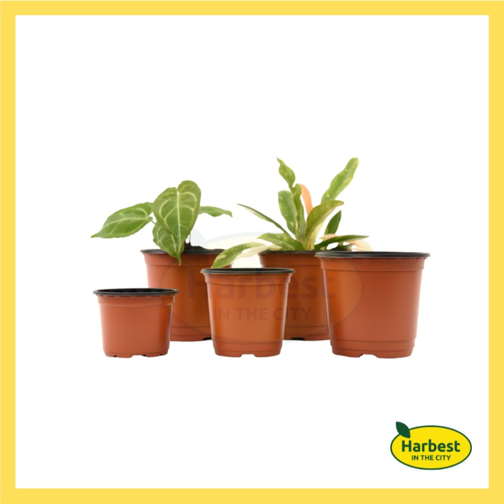 Ph 11134207 7rase m8ykkvtv8f4u7f.jpeg