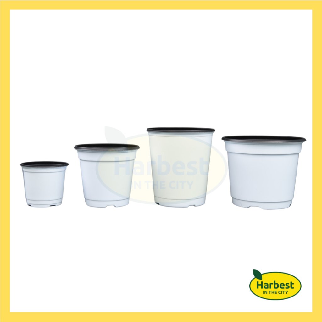 Ph 11134207 7rasf m8ykl0nk68pqdf.jpeg