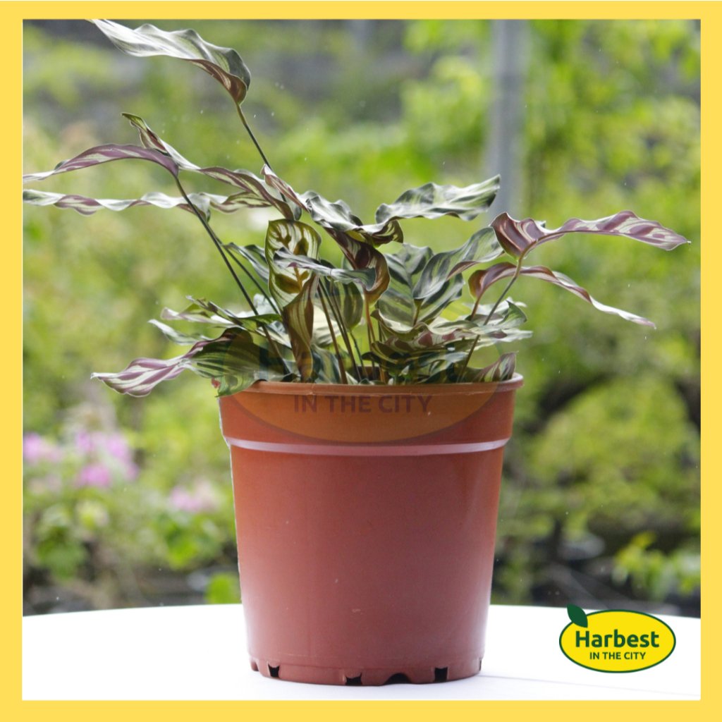 Ph 11134207 7rasf m944wji5a2ibe6.jpeg