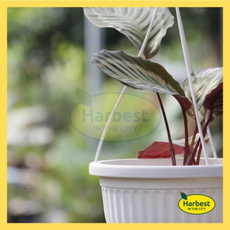 Ph 11134207 7rasf m9fdilzuz0oj3c.jpeg