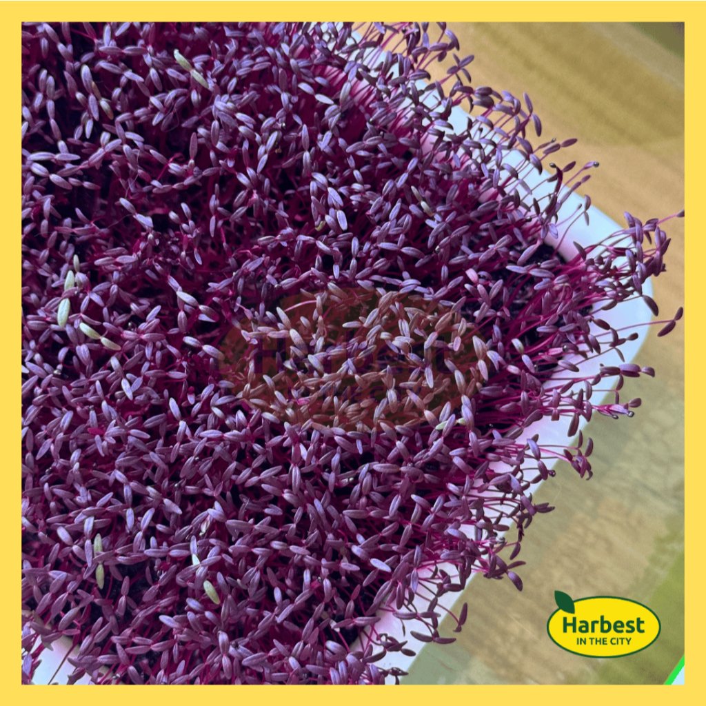 Ph 11134207 7rasf m9ti2zxey9tfcd.jpeg