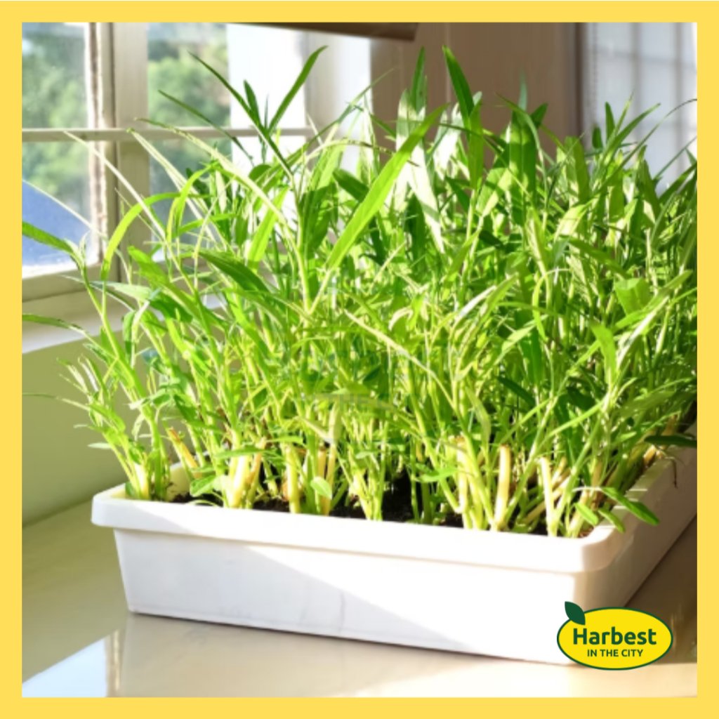 Ph 11134207 7rasg m8ztqd7c3qn23f.jpeg