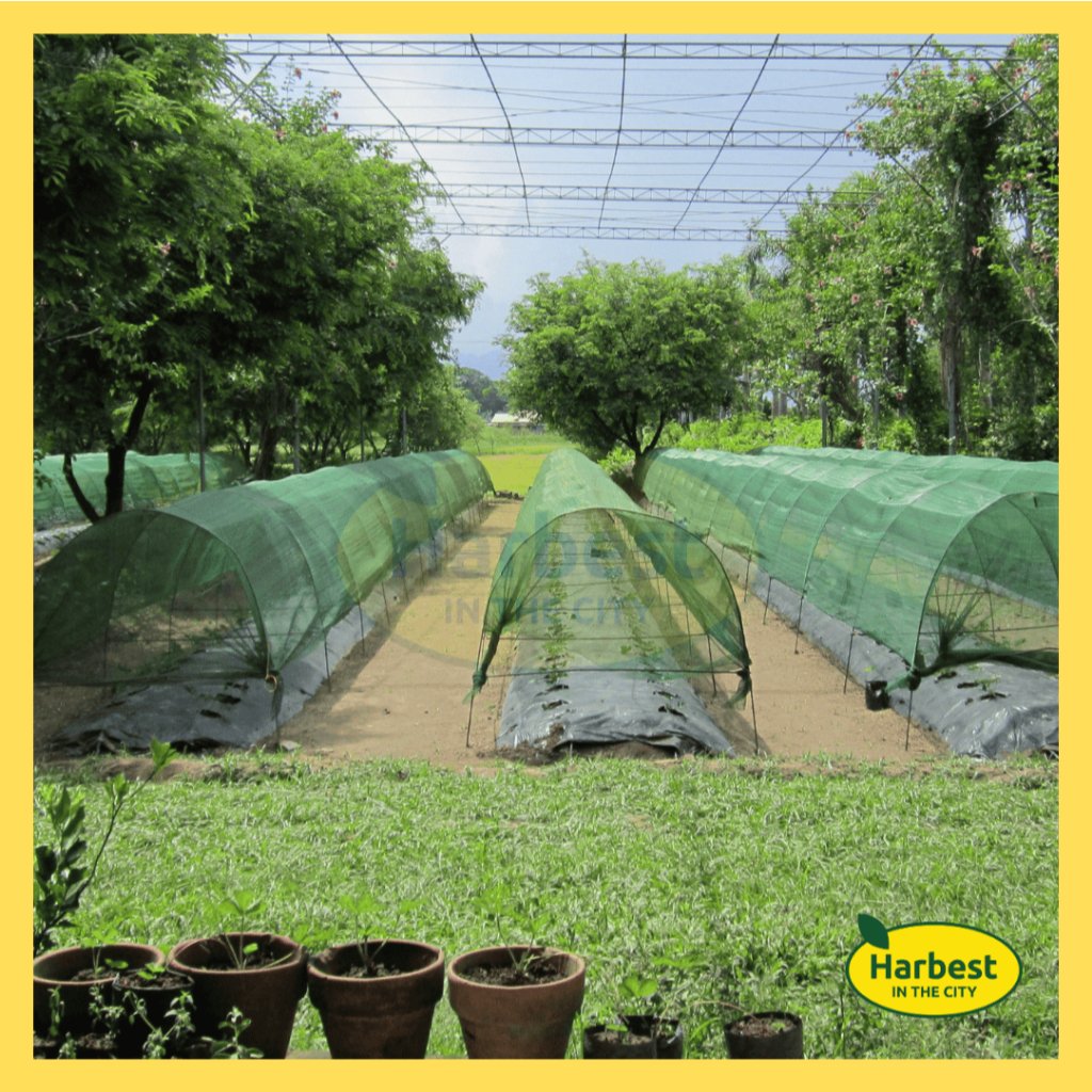 Ph 11134207 7rasg m8zwtd5akase66.jpeg