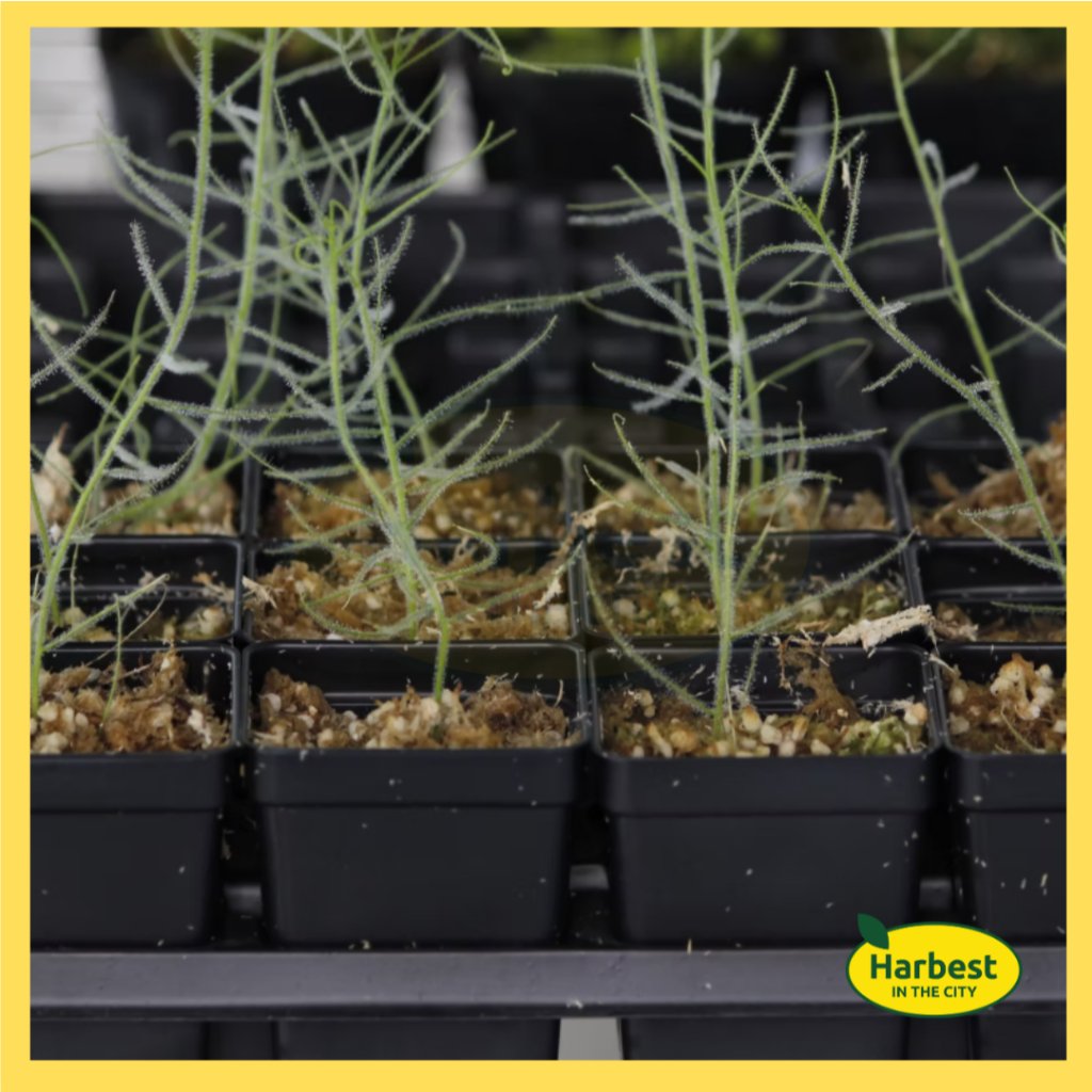 Ph 11134207 7rash m8eaek99t9cu15.jpeg