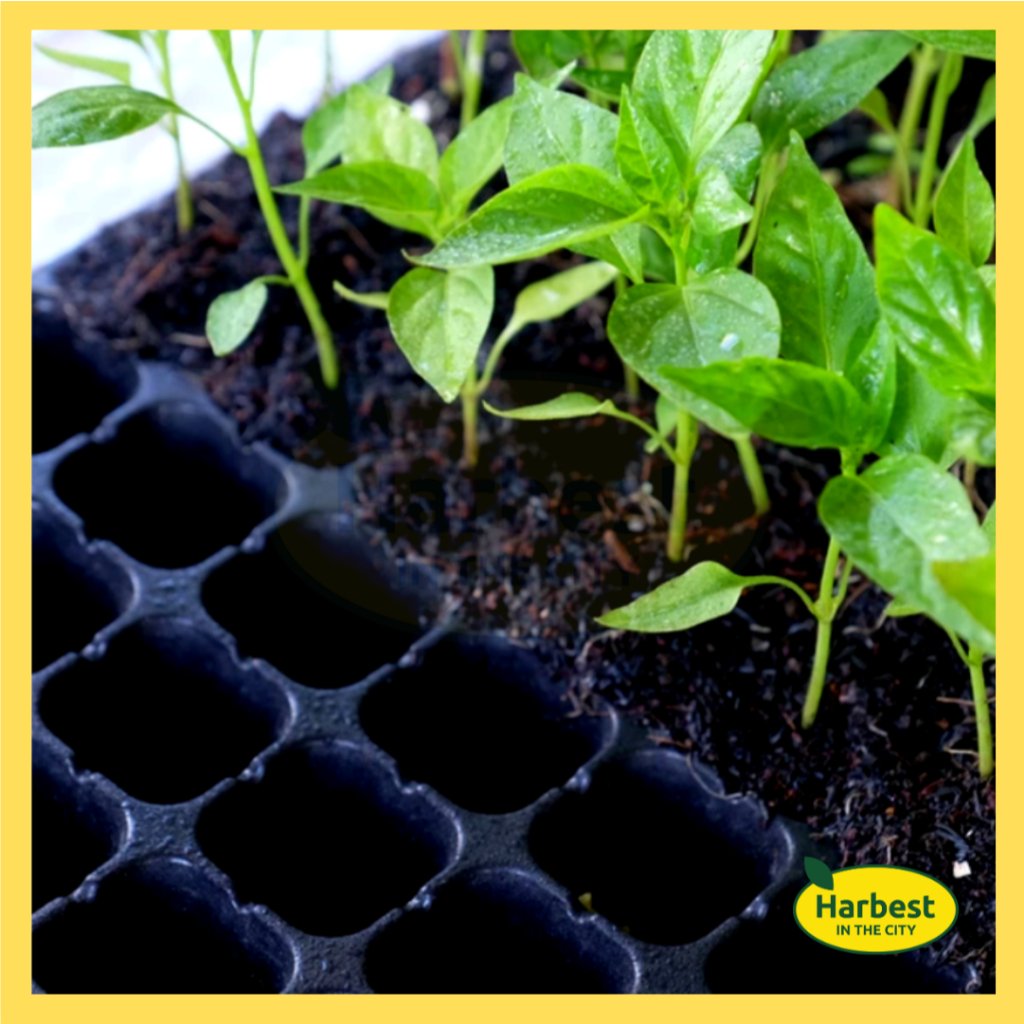 Ph 11134207 7rash m8ei5ads1po3d1.jpeg