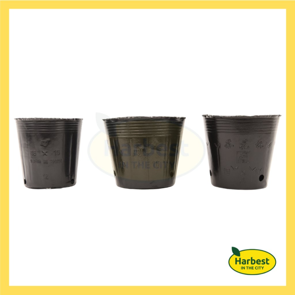 Ph 11134207 7rasi m3tzsxkxacrb4f.jpeg