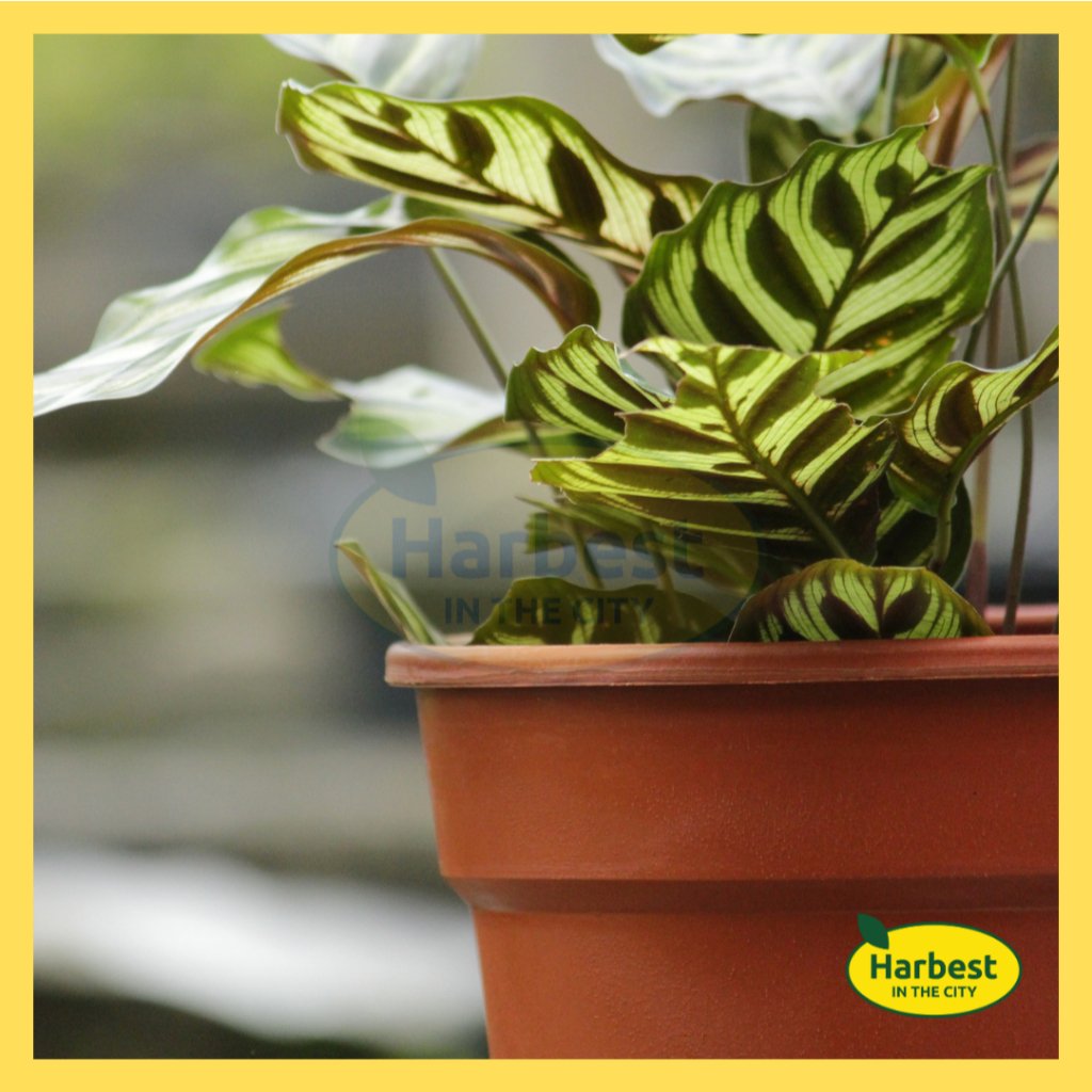 Ph 11134207 7rasj m944wjif89bnf0.jpeg