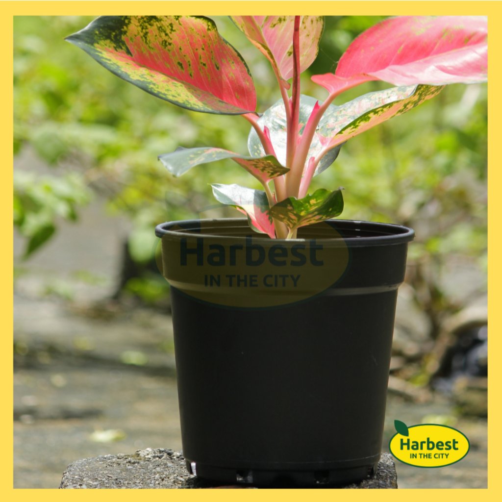 Ph 11134207 7rasj m944wjip99i90a.jpeg