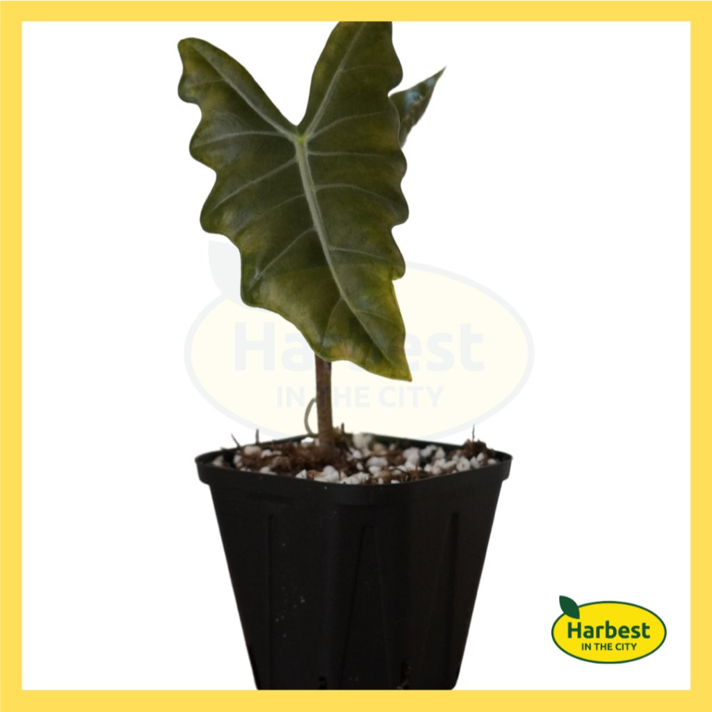 ph-11134207-7rask-m5b7wr8kyl378b.jpeg Ph 11134207 7rask m5b7wr8kyl378b.jpeg