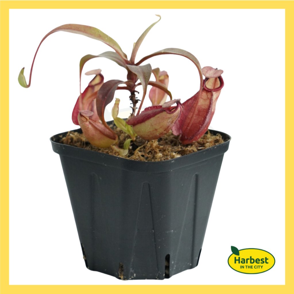 Ph 11134207 7rask m6dql7842eqi4b.jpeg