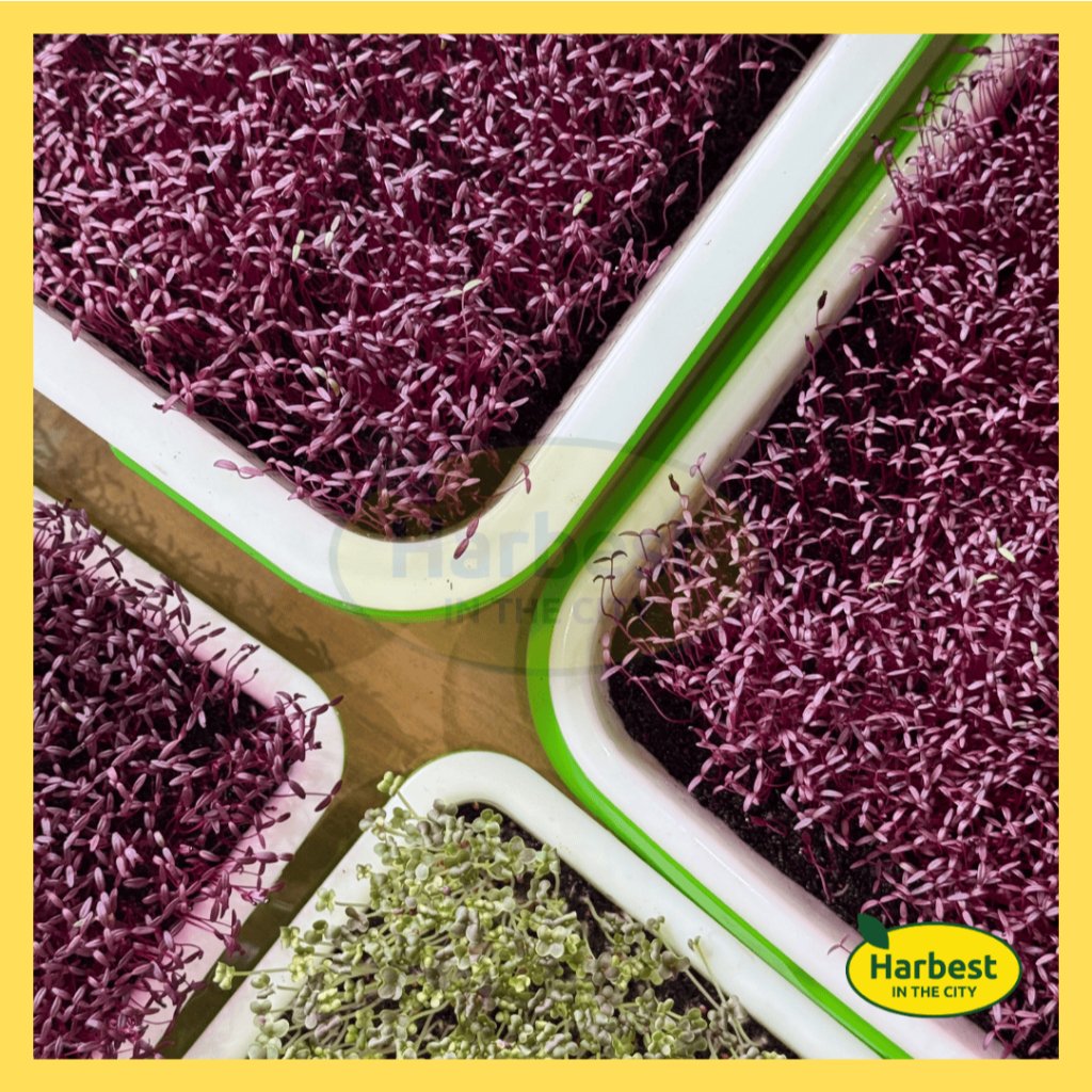 Ph 11134207 7rask m9ti3v875d0z52.jpeg