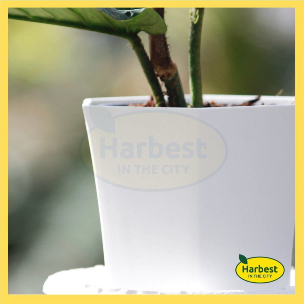 Ph 11134207 7rasl m4k4cpi4pw4rf0.jpeg