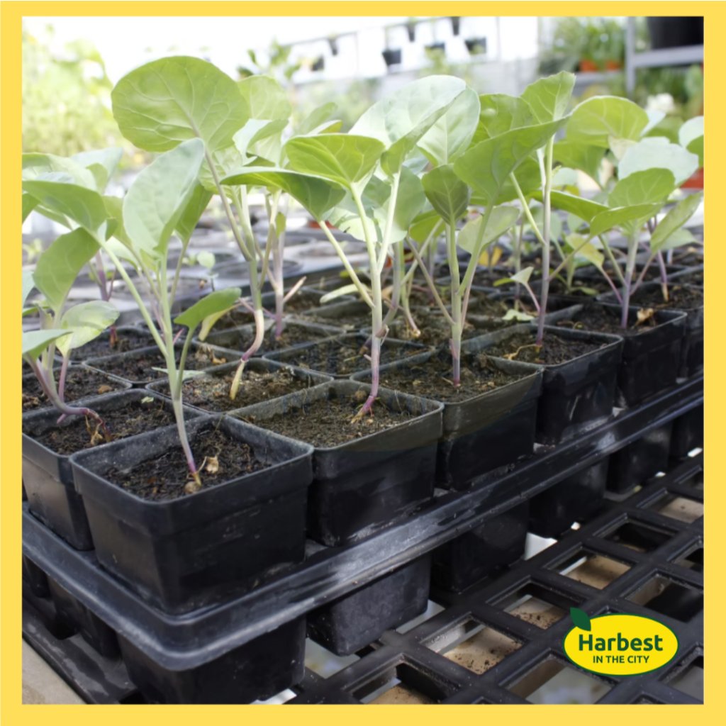 Ph 11134207 7rasl m8eaek99t9jh02.jpeg