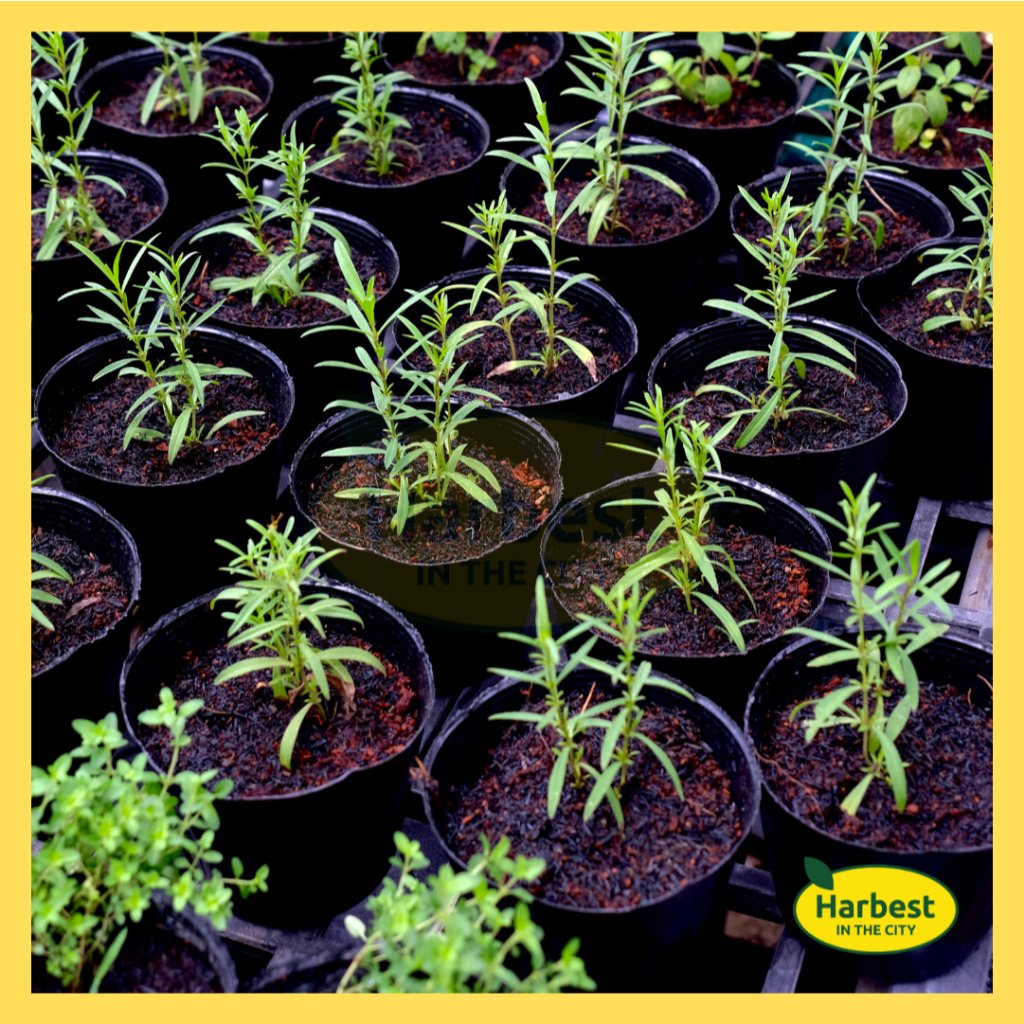 Ph 11134207 7ra0m mbgfsm6xz5qjd1.jpeg