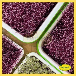 Ph 11134207 7ra0m mcrdlyhhqt6o37.jpeg