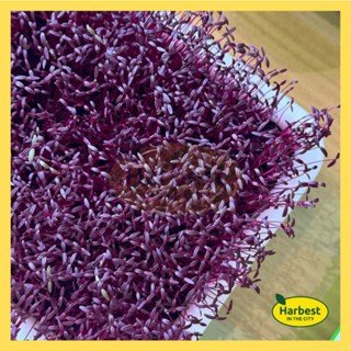 Ph 11134207 7ra0s mcrdlydvw37k46.jpeg