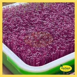 Ph 11134207 7ra0u mcrdlydlwhgu26.jpeg